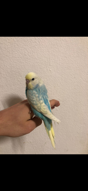 Wellensittich Rainbow Nestjung Handzahm Bild 8