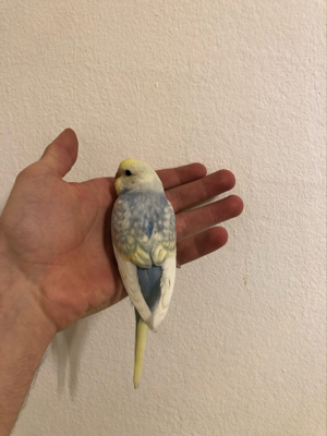 Wellensittich Rainbow Nestjung Handzahm Bild 5