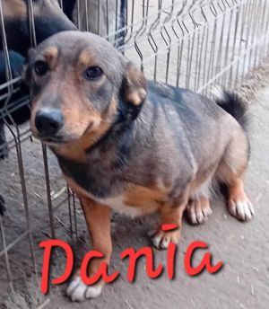 liebe Dania würde gern mit ihrem Menschen kuscheln Bild 4