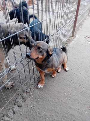 liebe Dania würde gern mit ihrem Menschen kuscheln Bild 7