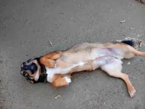 liebe Dania würde gern mit ihrem Menschen kuscheln Bild 9