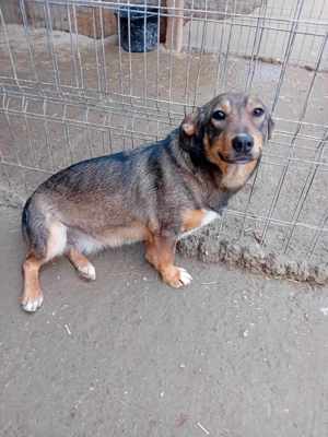 liebe Dania würde gern mit ihrem Menschen kuscheln Bild 6