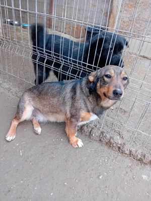 liebe Dania würde gern mit ihrem Menschen kuscheln Bild 3