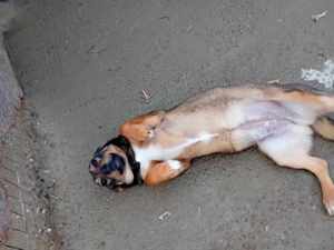 liebe Dania würde gern mit ihrem Menschen kuscheln Bild 5