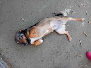 liebe Dania würde gern mit ihrem Menschen kuscheln Bild 8