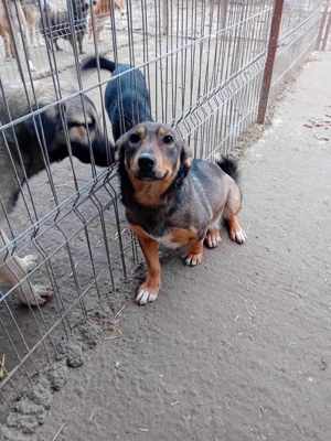 liebe Dania würde gern mit ihrem Menschen kuscheln Bild 2