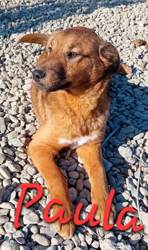 Paula sucht ihre Familie Bild 2