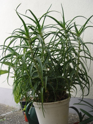 Kübelpflanze, Solitär  Bild 2