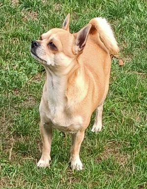 Reinrassige Chihuahua Deckrüde 