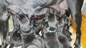 9 süße Labradorwelpen  Bild 10