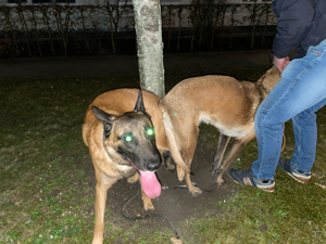 Malinois Deckrüde Belgischer Schäferhund Bild 7