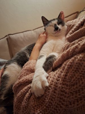 anhänglicher Kater Louis sucht wieder ein Zuhause mit Katzenklappe Bild 3