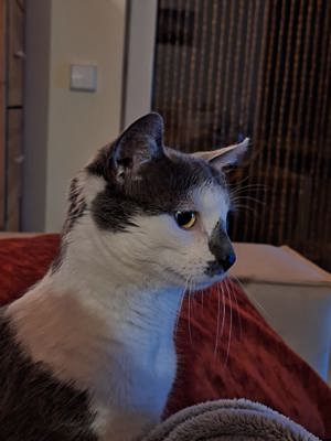 anhänglicher Kater Louis sucht wieder ein Zuhause mit Katzenklappe Bild 2