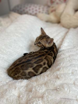 Bengal Kitten : weiblich und männlich (  Mink und Brown ) Bild 9