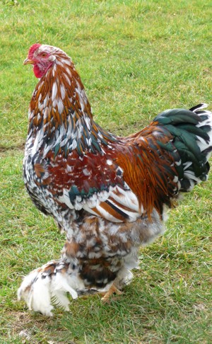 BRUTEIER Brahma porzellan grosse Rasse intern. Versand EU CH Bild 6