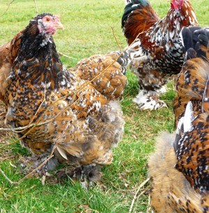 BRUTEIER Brahma porzellan grosse Rasse intern. Versand EU CH Bild 2