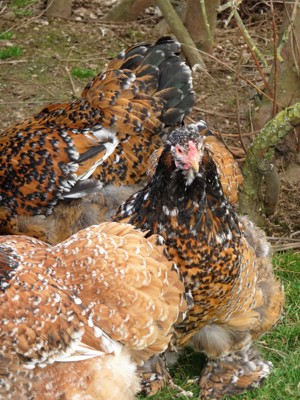 BRUTEIER Brahma porzellan grosse Rasse intern. Versand EU CH Bild 9