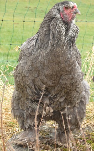 BRUTEIER Brahma blau grosse Rasse Bild 2