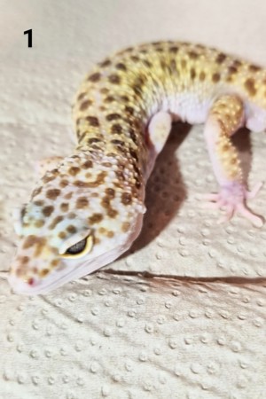 II - Leopardgecko - Männlich - verschiedene Morphe