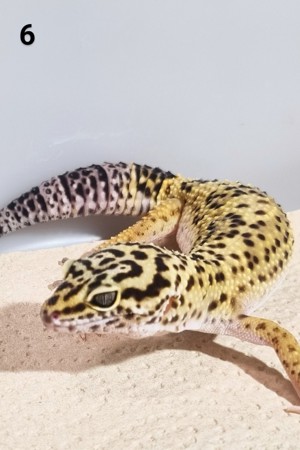 III - Leopardgecko - Männlich - verschiedene Morphe Bild 1