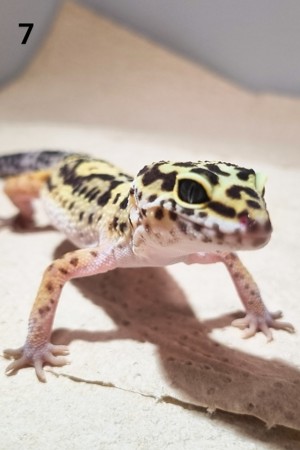 III - Leopardgecko - Männlich - verschiedene Morphe Bild 3