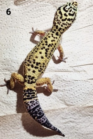 III - Leopardgecko - Männlich - verschiedene Morphe Bild 2