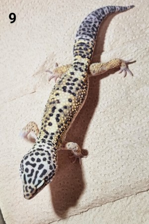 III - Leopardgecko - Männlich - verschiedene Morphe Bild 8