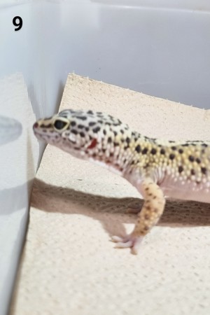 III - Leopardgecko - Männlich - verschiedene Morphe Bild 7