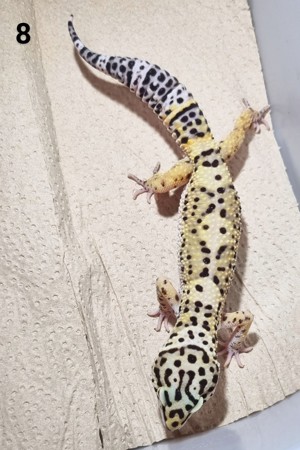 III - Leopardgecko - Männlich - verschiedene Morphe Bild 6