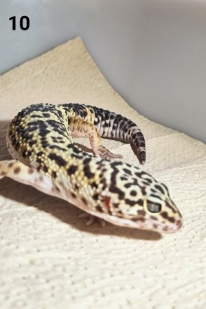 III - Leopardgecko - Männlich - verschiedene Morphe Bild 9