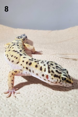 III - Leopardgecko - Männlich - verschiedene Morphe Bild 5