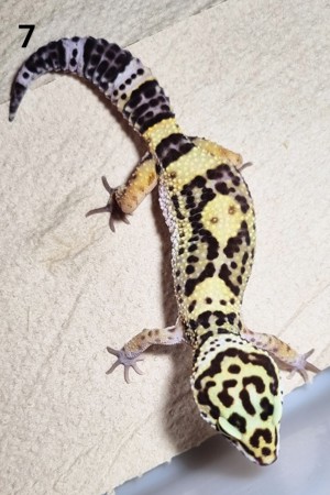 III - Leopardgecko - Männlich - verschiedene Morphe Bild 4