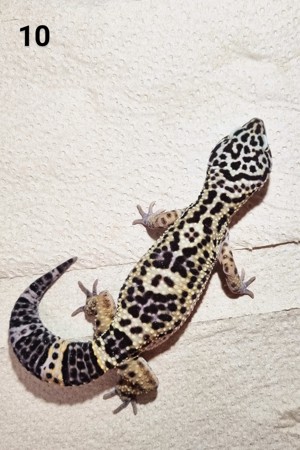 III - Leopardgecko - Männlich - verschiedene Morphe Bild 10