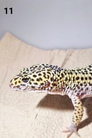IV - Leopardgecko - Männlich - verschiedene Morphe Bild 1