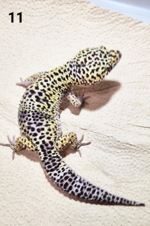 IV - Leopardgecko - Männlich - verschiedene Morphe Bild 2