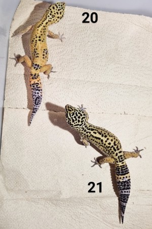 IV - Leopardgecko - Männlich - verschiedene Morphe Bild 3