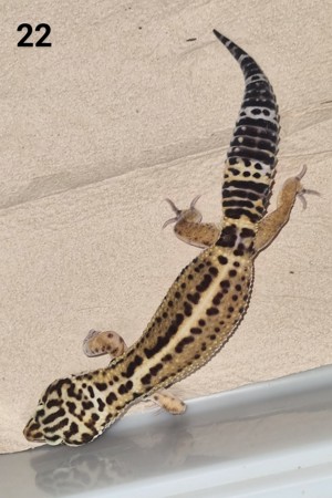 IV - Leopardgecko - Männlich - verschiedene Morphe Bild 5