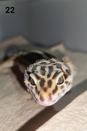 IV - Leopardgecko - Männlich - verschiedene Morphe Bild 4
