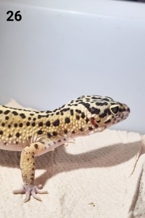 IV - Leopardgecko - Männlich - verschiedene Morphe Bild 6