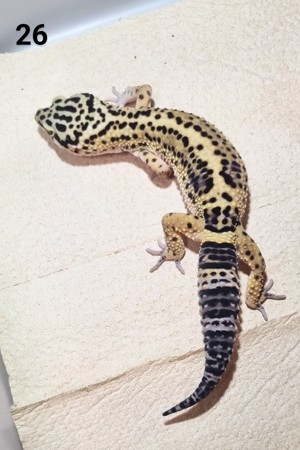 IV - Leopardgecko - Männlich - verschiedene Morphe Bild 7