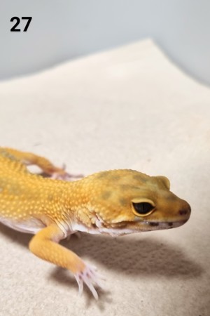 V - Leopardgecko - Männlich - verschiedene Morphe