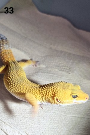 VI - Leopardgecko - Männlich - verschiedene Morphe