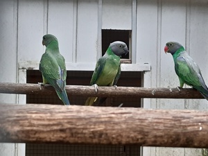 Blauschwanz-Edelsittiche zu Verkaufen