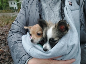 2 süße Chihuahua Mädchen nur in liebevolle Hände abzugeben  Bild 2