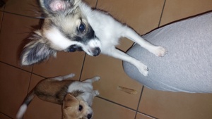 2 süße Chihuahua Mädchen nur in liebevolle Hände abzugeben  Bild 6