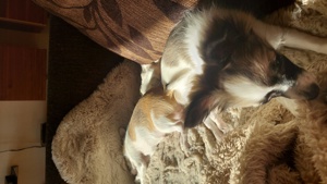 2 süße Chihuahua Mädchen nur in liebevolle Hände abzugeben  Bild 8