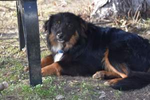 Hübscher Mischlingsrüde Buddy