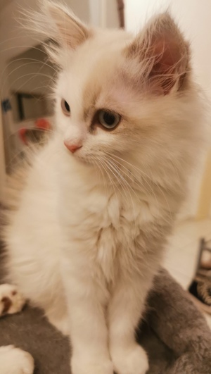 Ragdoll Kitten zu verkaufen  Bild 1
