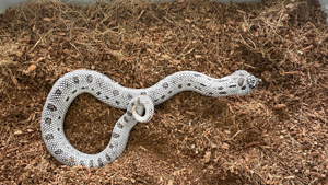 Hakennasennattern ( Heterodon Nasicus ) Superarctic Anaconda 66% het Albino Bild 4