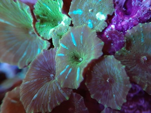 Discosoma grün Bild 2